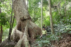 Aumenta cobertura forestal de Vietnam