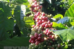 Exportaciones de café de Vietnam superan mil millones de dólares 