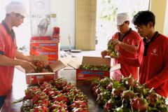 Dedican semana a pitahaya de pulpa roja vietnamita en Australia 