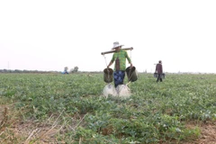 Reconocen a dos distritos vietnamitas con cumplimiento de nuevos estándares rurales