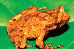 Descubren en provincia vietnamita nueva especie de sapo