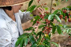 Café vietnamita despierta al mundo, según CNN