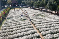 Campos de margaritas en Ninh Binh muestran un puro color blanco 