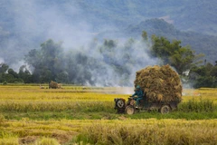 Temporada dorada en el campo de arroz de Muong Thanh