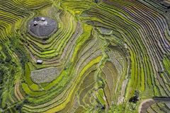 Impresionante belleza de terrazas de arroz de localidad vietnamita 
