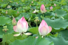 Animada temporada de floración de lotos en Ninh Binh