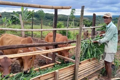 Las personas pobres en el distrito fronterizo de Bu Gia Map, después de recibir casas, también recibió vacas para mejorar la producción y condiciones de vida. (Fuente: VNA)