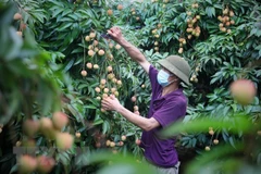 Provincia de Bac Giang impulsa exportación de lichi a Estados Unidos 