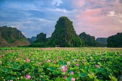 Anuncian marca de certificación “Loto de Hoa Lu-Ninh Binh” 