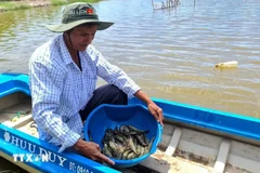En comparación con el modelo de cultivo tradicional, el cultivo de camarón según los estándares BAP no sólo ayuda a los agricultores a aumentar sus ingresos sino que también garantiza la producción. (Foto: VNA)