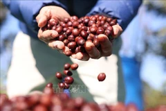 A pesar de ser un importante exportador de café en el mundo, Vietnam todavía exporta este producto principalmente en forma cruda. Foto de ilustración (Fuente: VNA)