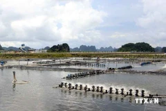 Estanque de cultivo de camarones en Quang Ninh. (Fuente: VNA)