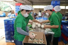 Envasado de coco fresco para exportación en la compañía Mekong Fruit, comuna de Huu Dinh, distrito de Chau Thanh, provincia de Ben Tre. (Fuente: VNA)