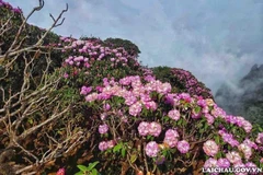 El bosque de azaleas en el pico Putaleng es una "especialidad" del turismo en el distrito de Tam Duong, en Lai Chau. (Foto: Comité organizdor) 