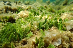 Biodiversidad en la Reserva Marina del Parque Nacional Nui Chua