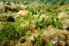 Biodiversidad en la Reserva Marina del Parque Nacional Nui Chua