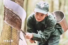 La extracción del caucho en la granja de caucho Loc Ninh. (Fuente: VNA)
