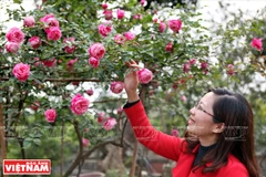 Cultivo de antiguas variedades de rosa en Hung Yen