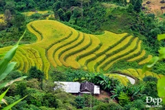 Pintorescas terrazas de arroz de Hoang Su Phi en el Norte de Vietnam