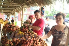 [Fotos] Semana de lichi en Hanoi