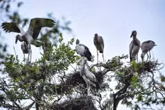 [Fotos] Raras especies de aves en parque nacional de Tram Chim