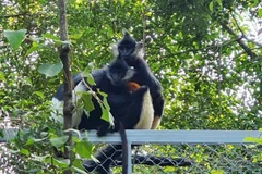 Raro langur endémico se cría con éxito en provincia vietnamita 