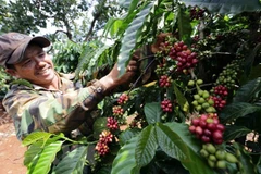 Proponen medidas para impulsar cooperación agrícola Vietnam-Rusia