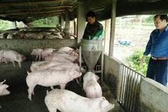  Provincia vietnamita por impulsar la agricultura ecológica