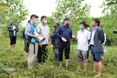 Vietnam planea plantar un 20 por ciento más de árboles en 2022