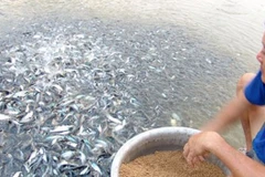Camboya veda importaciones de pescados en beneficio de piscicultura nacional