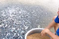 Camboya veda importaciones de pescados en beneficio de piscicultura nacional