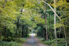Vietnam implementará programa de desarrollo forestal sostenible para 2021-2025