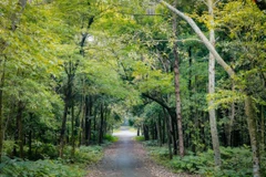 Vietnam implementará programa de desarrollo forestal sostenible para 2021-2025