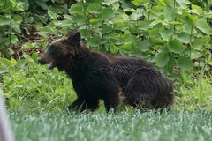 Lanzan en Vietnam proyecto cinematográfico para fortalecer conservación de osos y naturaleza