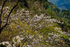 Belleza de región noroeste de Vietnam asombra a visitantes