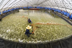 Vietnam y Australia fortalecen comercio de productos agrícolas