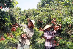 Efectuarán conferencia para impulsar exportación de productos agrícolas de Vietnam a Japón