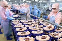 En alza exportación de camarones de delta de río Mekong en Vietnam