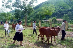 Cruz Roja de Vietnam recaudará fondo a pobres a través de programa humanitario
