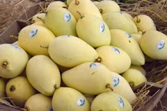 Más áreas del cultivo de mango en provincia vietnamita de Dong Thap reciben código de producción 