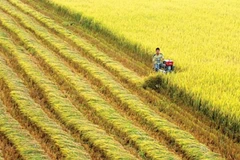 Vietnam y Suiza por impulsar la cooperación en el desarrollo agrícola