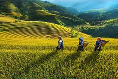 Provincia vietnamita concentra recursos para desarrollo de zonas montañosas y pobladas por minorías étnicas
