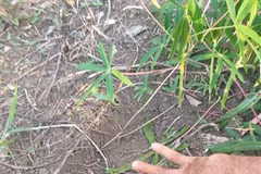 Provincia vietnamita monitorea actividades de elefantes salvajes 