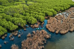 Provincia vietnamita por proteger bosques costeros