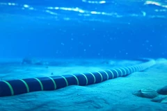 Problemas de cables submarinos afectan conexiones internacionales por Internet en Vietnam
