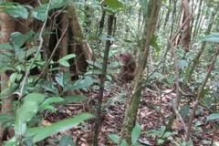 Provincia vietnamita libera especies salvajes en su hábitat natural