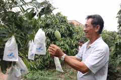 Vietnam, decimotercer productor de mango del mundo 