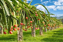 Fruta del dragón vietnamita recibe certificado japonés de protección de indicaciones geográficas