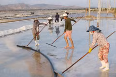Buscan recuperar industria salinera en provincia vietnamita de Nam Dinh