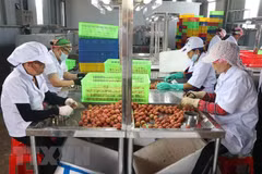 Logran otras instalaciones de Hai Duong permiso de procesar lichis para exportar a Japón